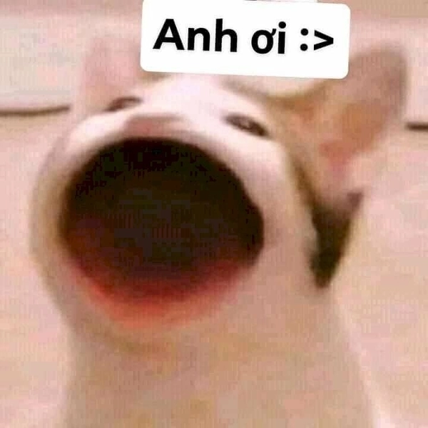 Bộ ảnh meme mèo há miệng đáng yêu pha chút bựa