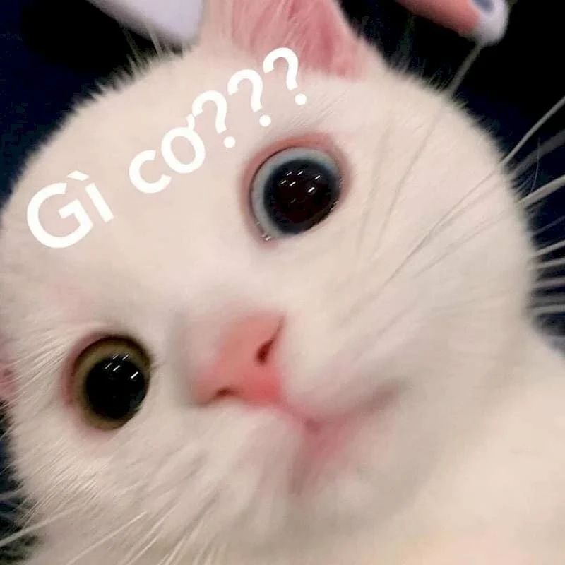 Lầy lội khó đỡ cùng hài bựa ảnh chế meme hài bựa chất chơi