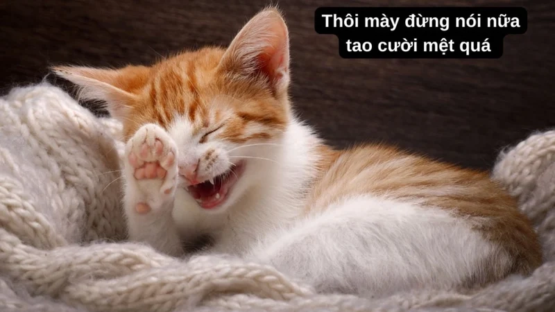Đắm chìm trong thế giới chế hài chế ảnh meme hài hot trend