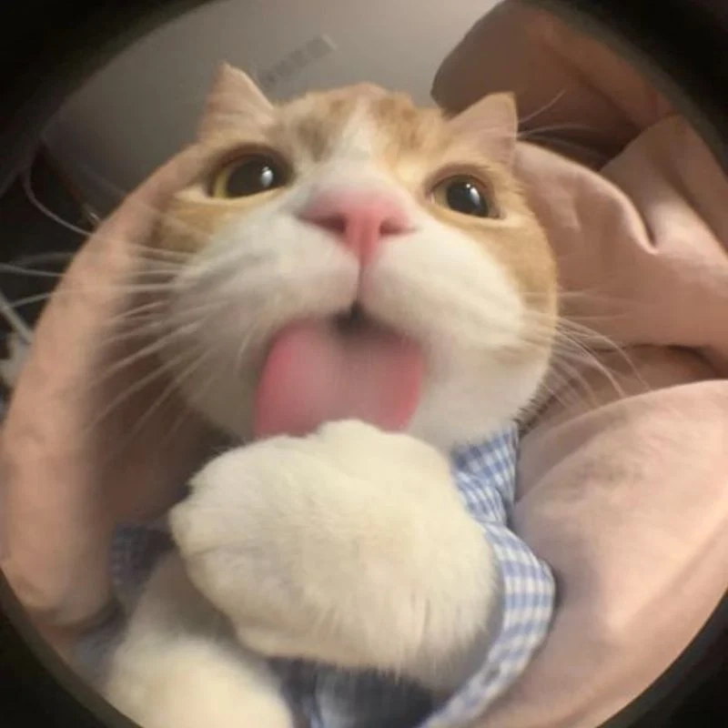 Bộ sưu tập chế ảnh meme hài hước cho dân mạng cười lăn