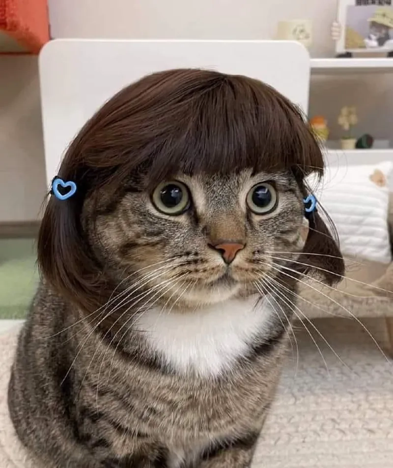 Cười xỉu với bộ sưu tập meme hài mèo cực dễ thương