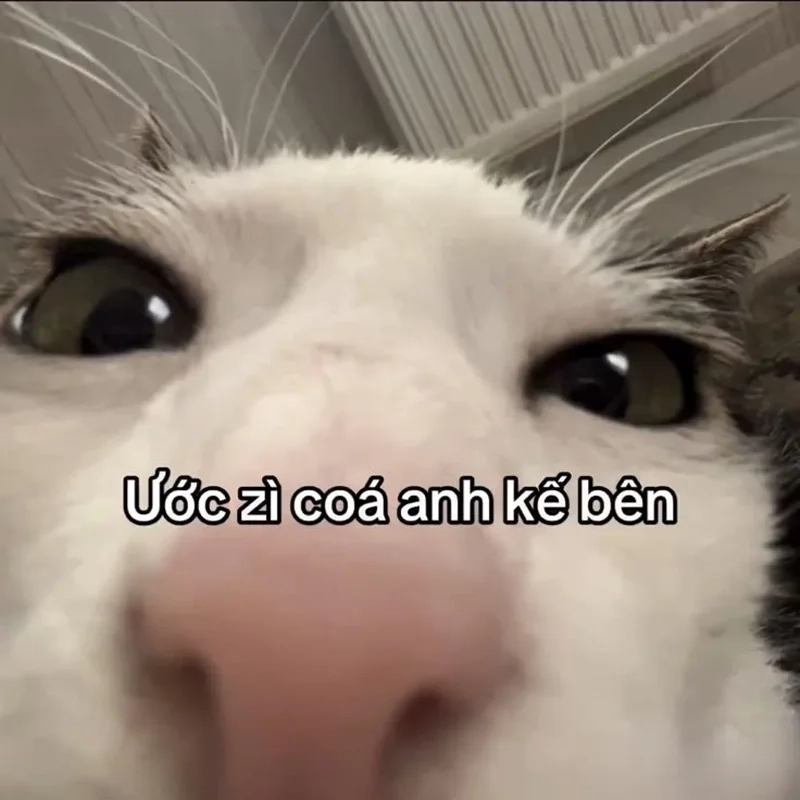 Không nhịn được cười với tuyển chọn meme hài bựa mèo cực chất