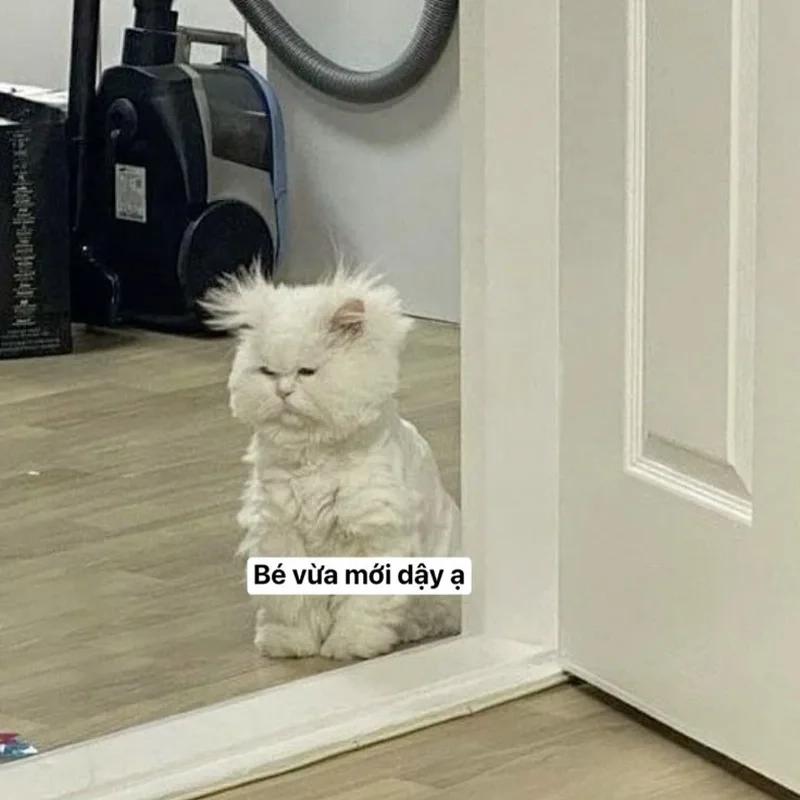 Khám phá ngay kho meme hài hước mèo siêu lầy siêu dễ thương