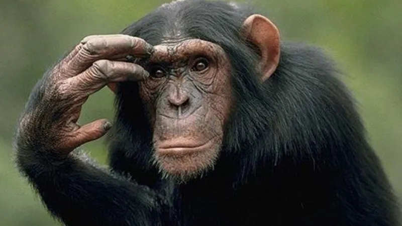 Tổng hợp monkey meme viral trên mạng xã hội