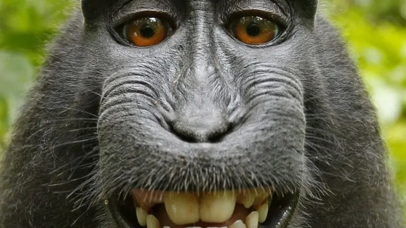 Tải ngay ảnh khỉ meme cực chất để troll bạn bè