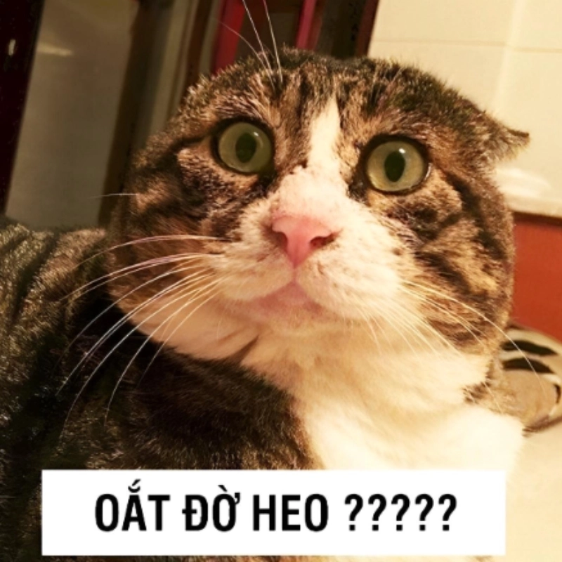 Chỉ có thể thốt lên meme khó hiểu đáng yêu