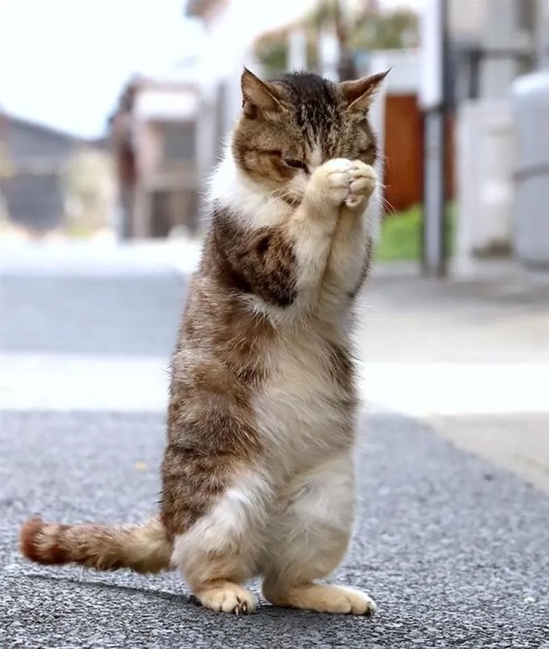 Đối thủ quá mạnh làm mình phải meme quỳ