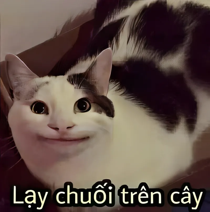 Thấy drama căng quá, dân tình chỉ biết quỳ meme