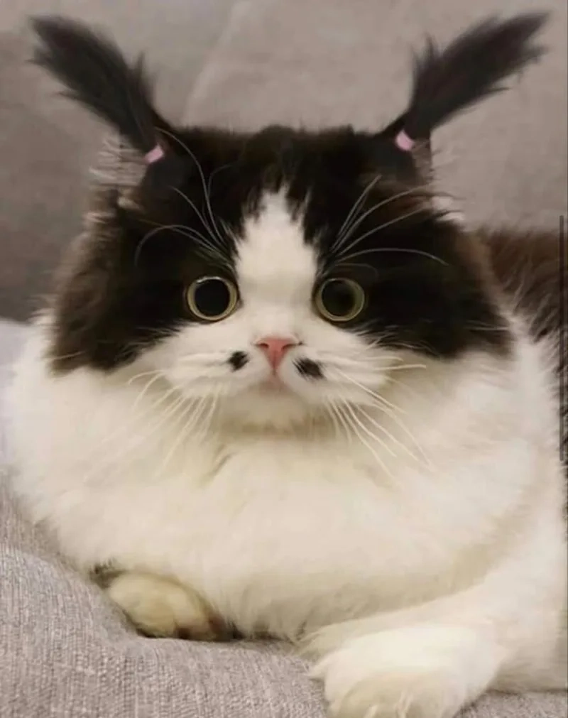 Thả nhẹ cười ảnh chế meme mèo bựa khiến ai cũng bật cười