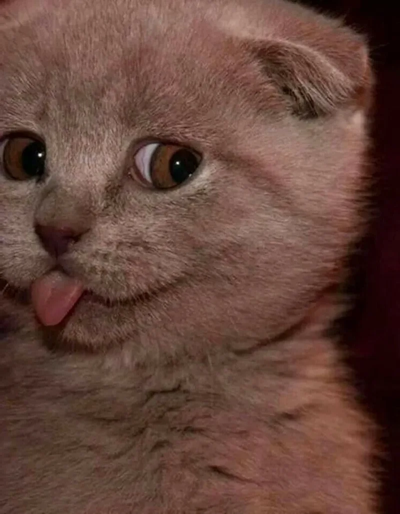 Bộ sưu tập mèo meme bựa hot trend siêu hài hước