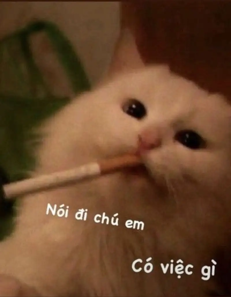 Meme mèo bựa là gì?