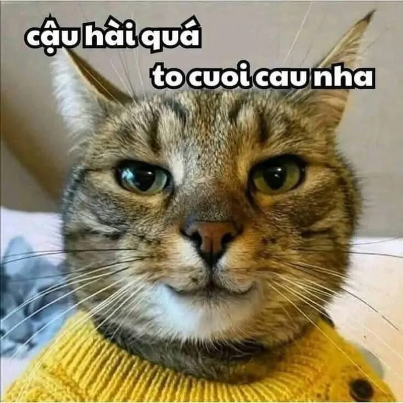 Cười không ngậm được miệng với ảnh mèo meme bựa