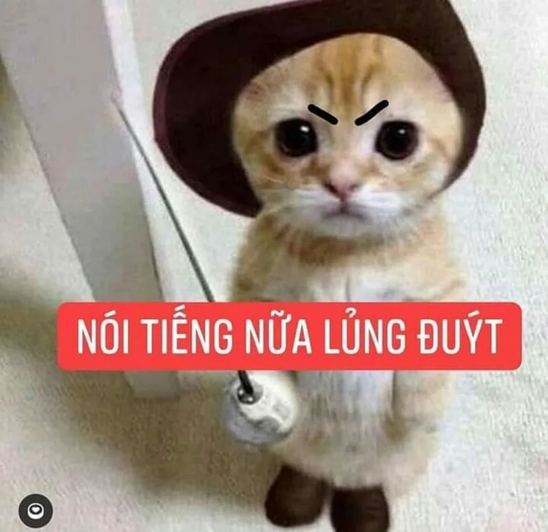 Khám phá ngay mèo bựa meme khiến dân mạng phát sốt