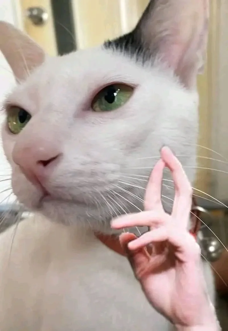 Ngất ngây vì loạt ảnh meme mèo bựa bá đạo cực chất