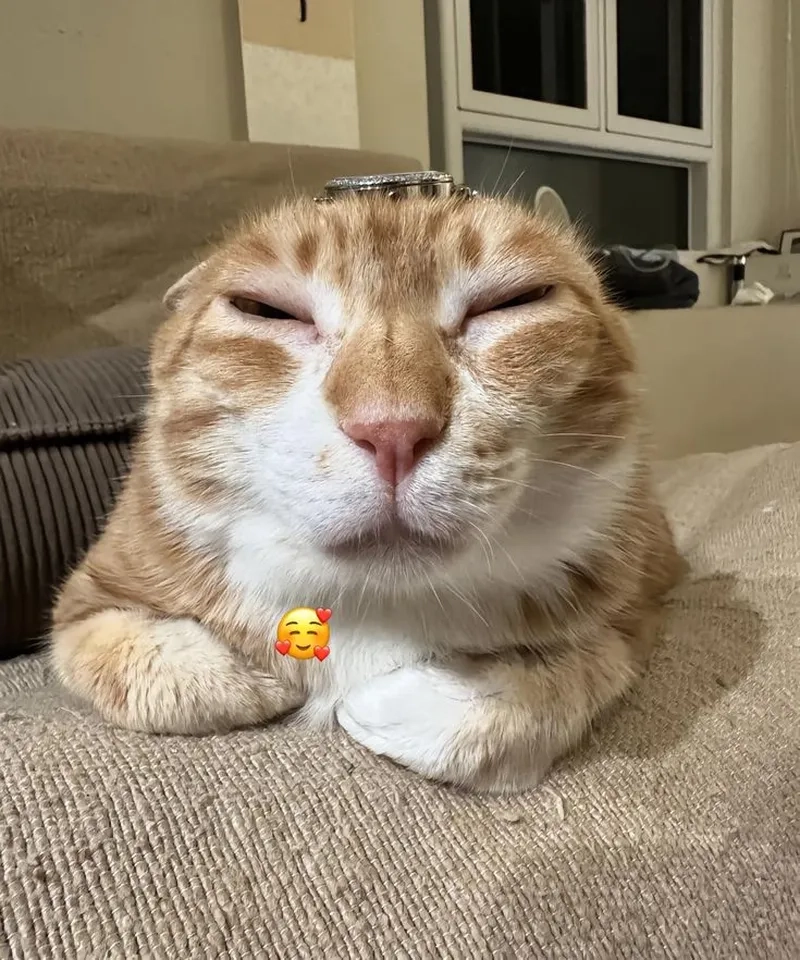 Chuẩn bị bụng đau với buồn cười meme mèo bựa