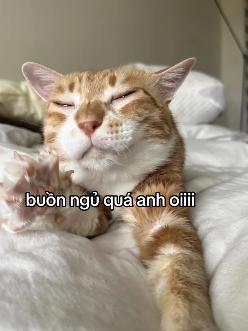 Hài hước vô cực từ meme mèo hài bựa không thể bỏ lỡ