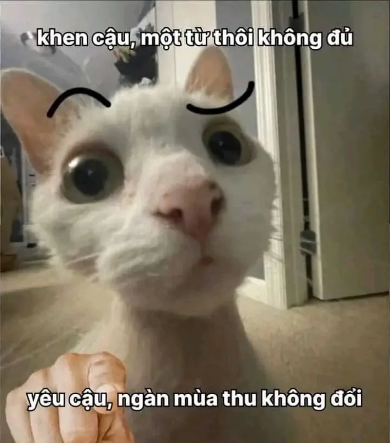 Cười ngả nghiêng cùng meme bựa ảnh mèo hài hước