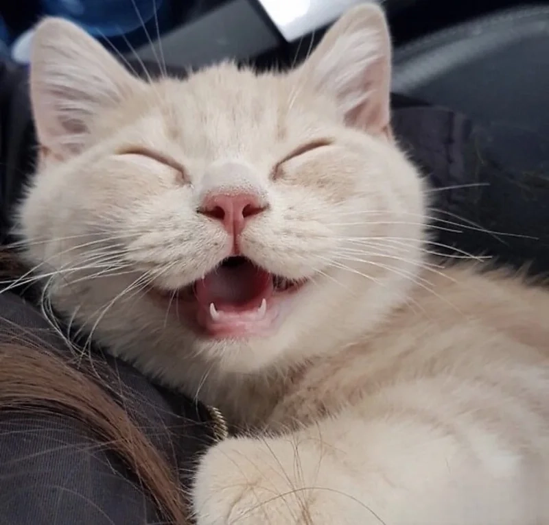 Xem ngay ảnh hài meme mèo bựa để giải tỏa stress