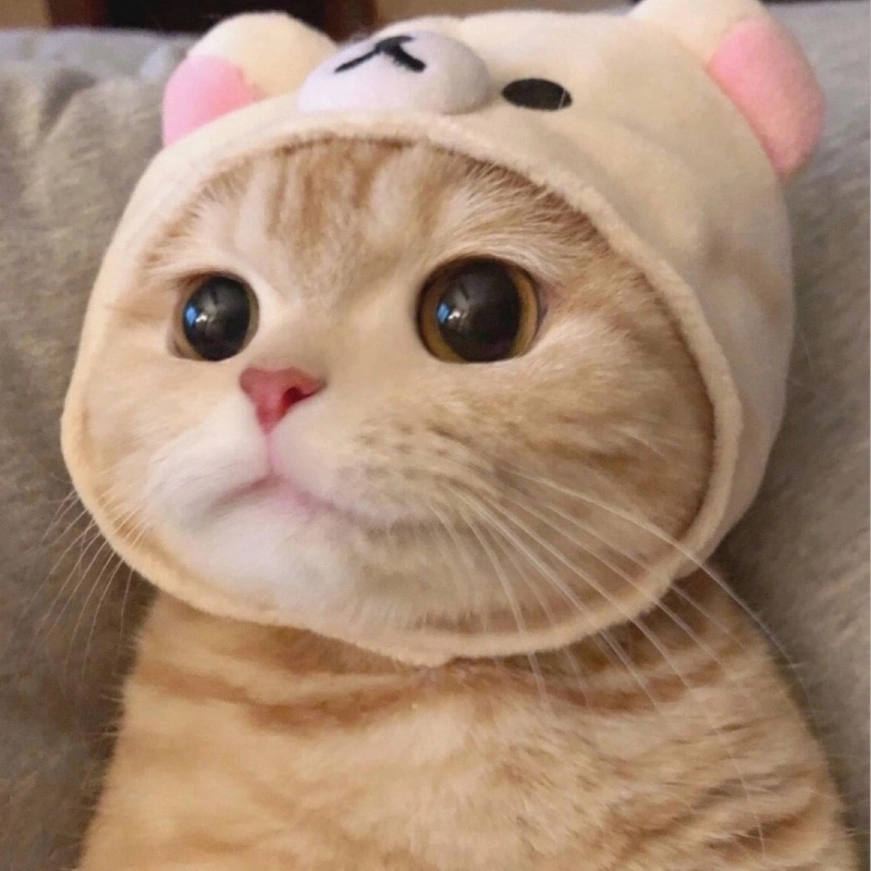 Meme mèo cute là gì?