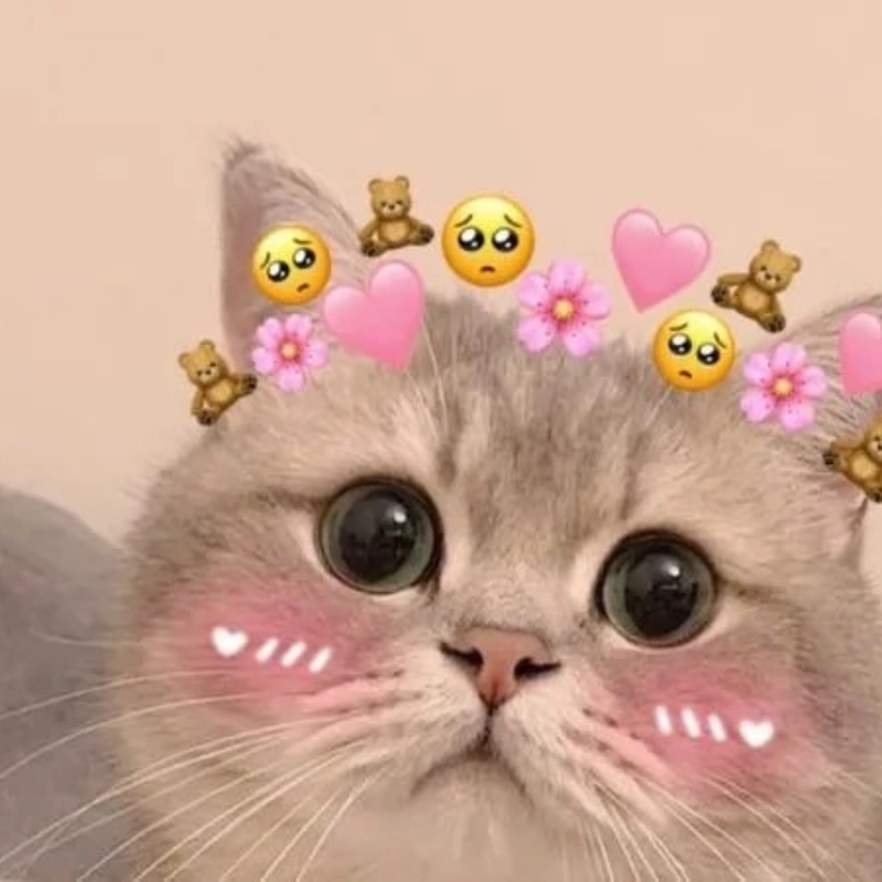 Không thể rời mắt khỏi meme mèo cute