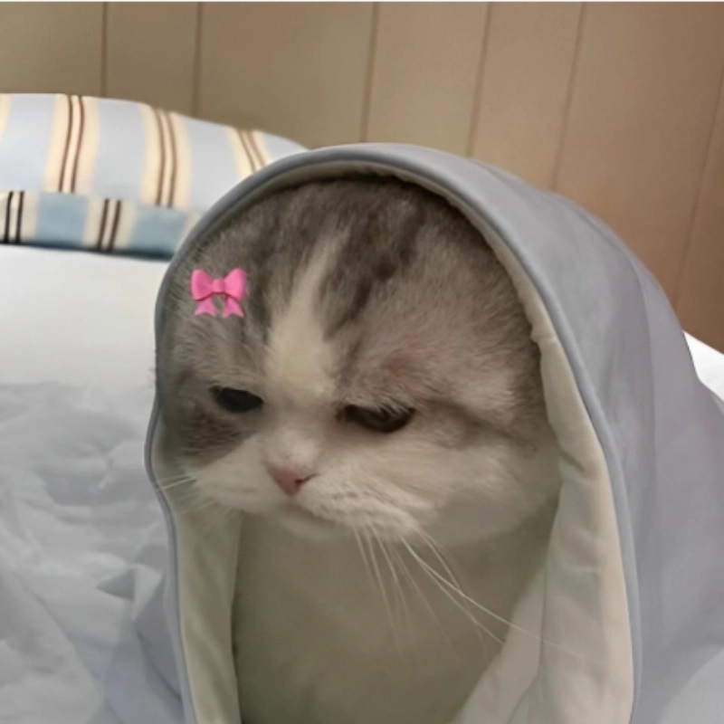 Chỉ muốn ôm ngay mèo cute meme