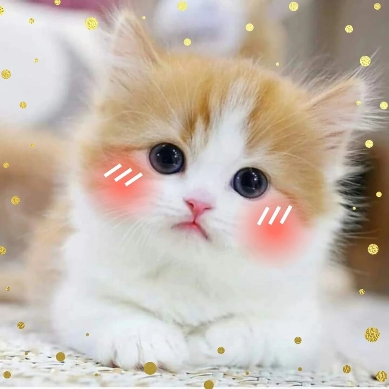 Ngắm hoài không chán bé mèo cute