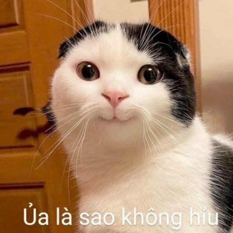 Cười té ghế với ảnh meme mèo cute