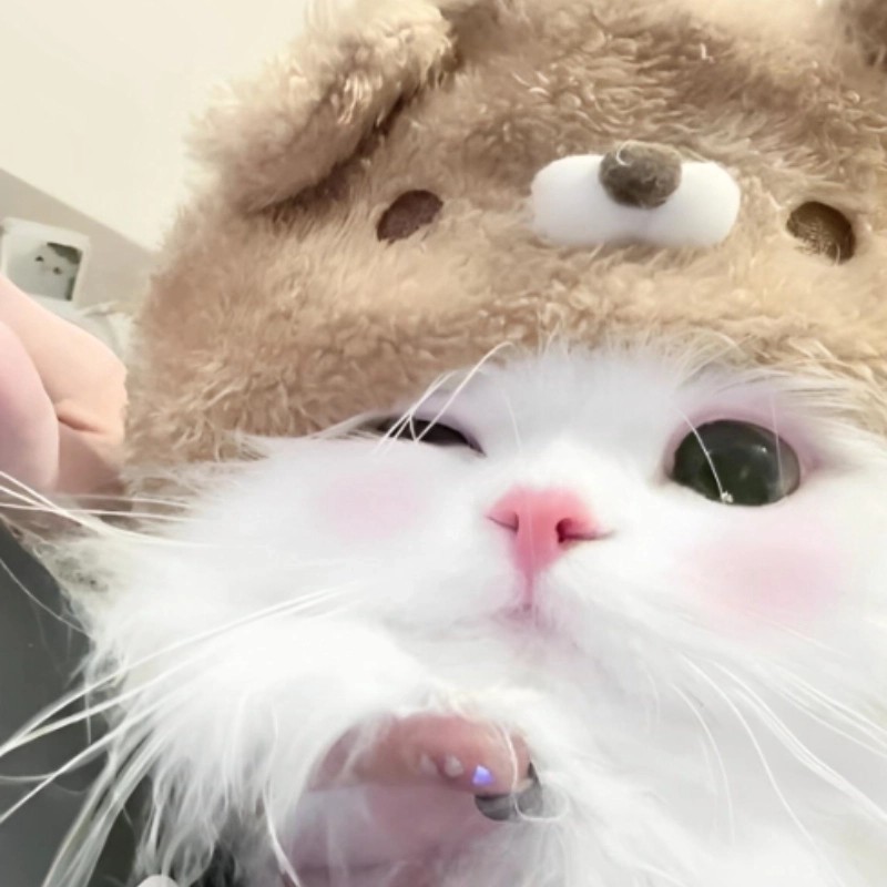 Thả tim liền tay cho hình ảnh meme mèo cute