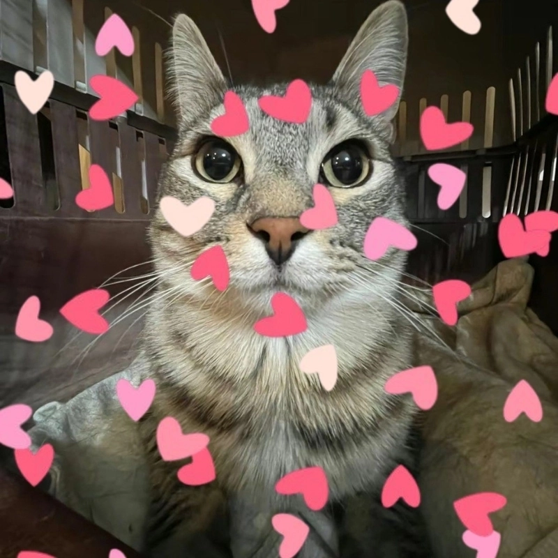 Xem là mê ngay ảnh meme cute mèo