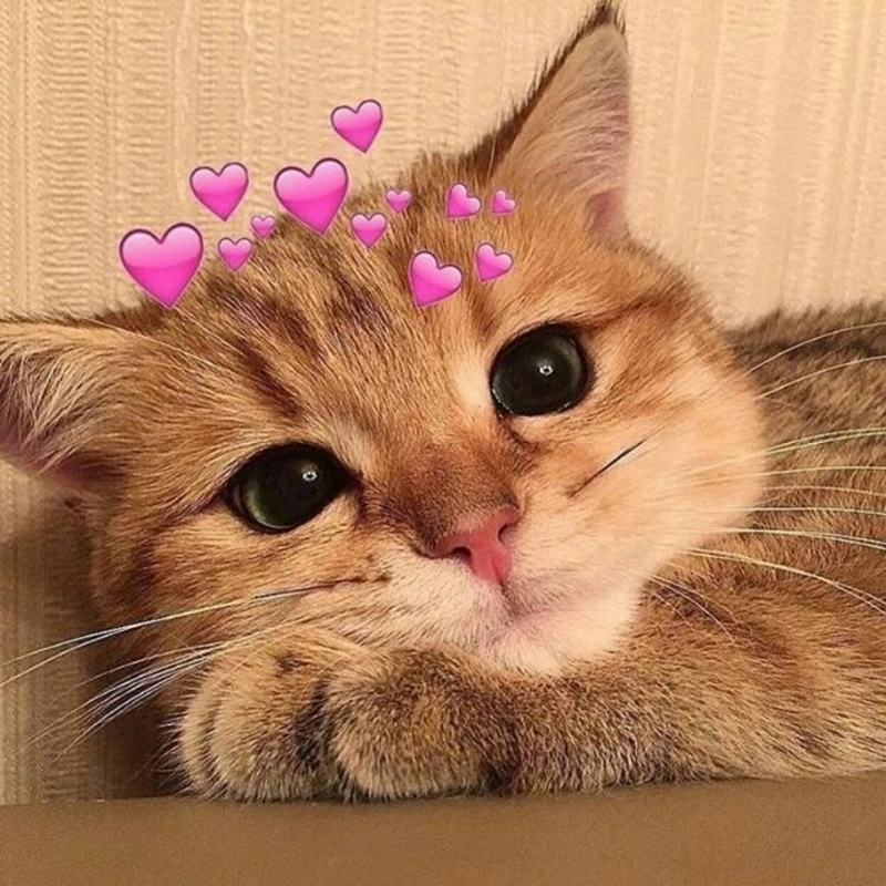 Không thể bỏ lỡ hình meme mèo cute