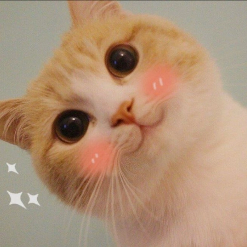 Tải ngay tải ảnh mèo cute meme về máy