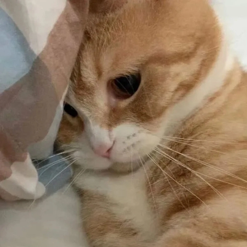 Mỗi ngày thêm vui với hình ảnh con mèo cute meme