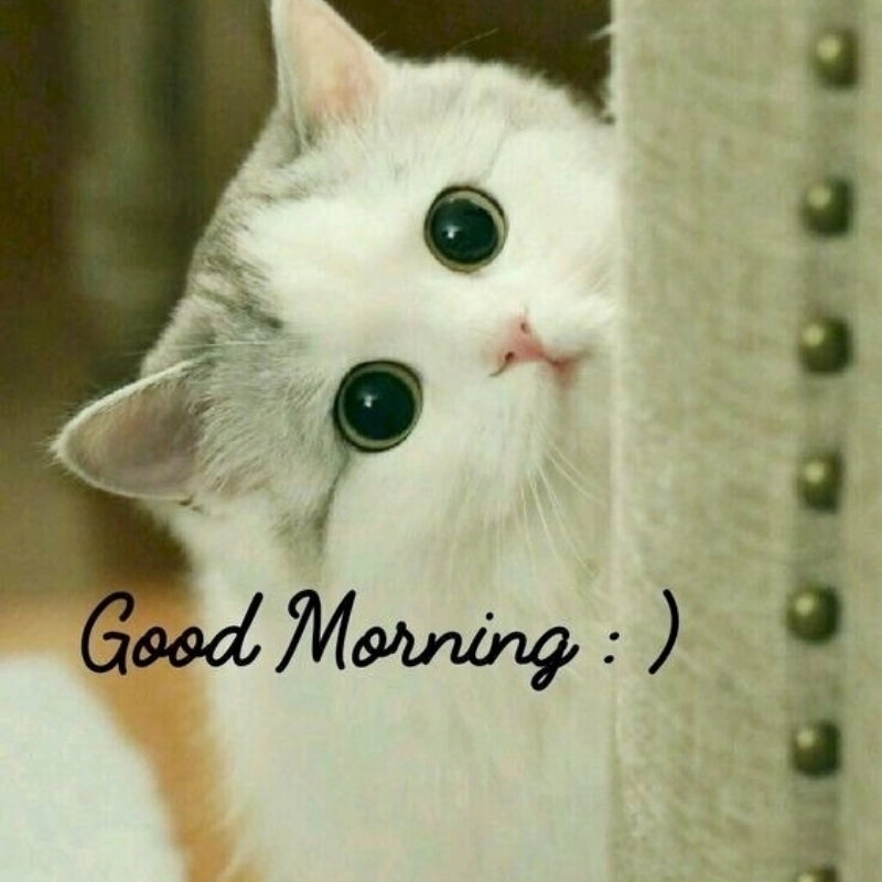 Cười sảng khoái với meme con mèo cute