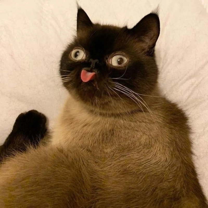 Lướt thôi mà ngắm meme mèo cute
