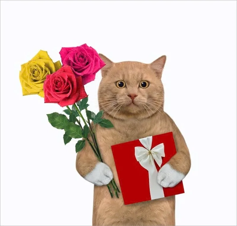 Tặng nụ cười với meme mèo cầm hoa hồng đáng yêu