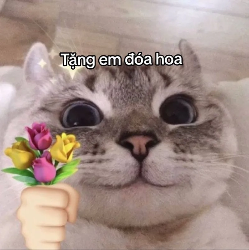 Một chút ngọt ngào từ tặng hoa hồng meme mèo hôm nay