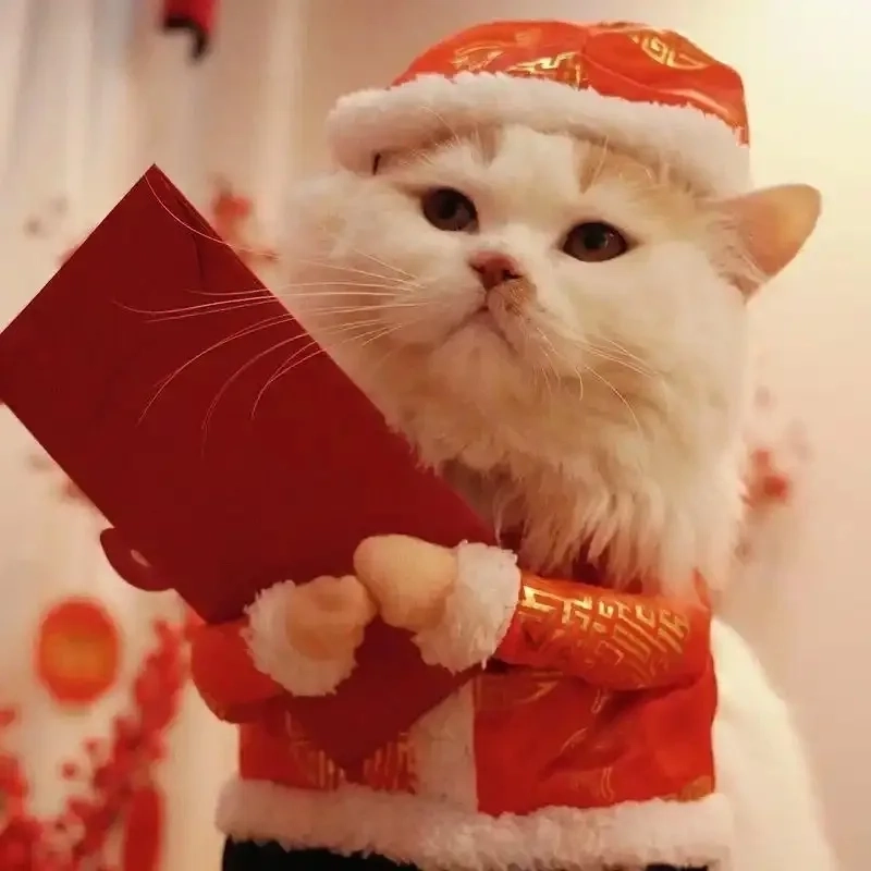 Sáng tạo avatar Tết với avatar tết mèo meme mới lạ