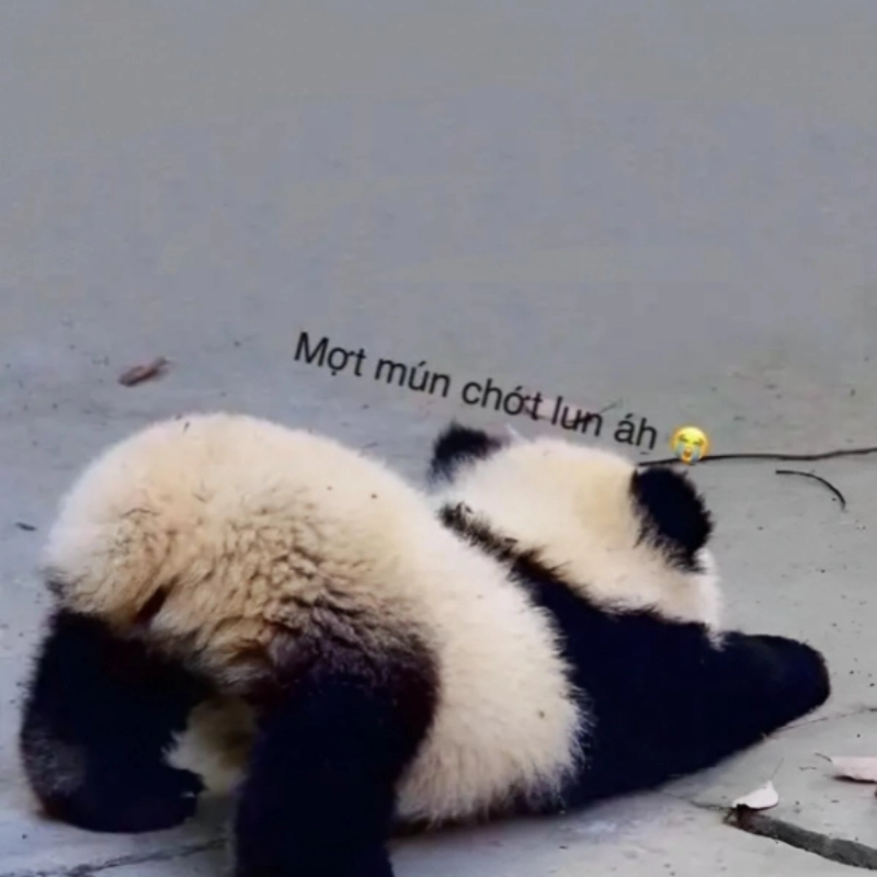Khi tâm trạng bế tắc là meme mệt mỏi