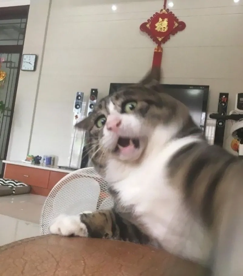 Coi meme hoảng sợ mà giật mình xong lại cười