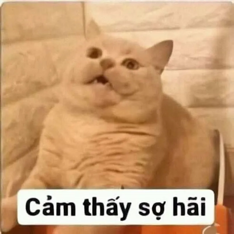 Ngắm nhìn meme mèo hoảng sợ mà không thể nhịn cười