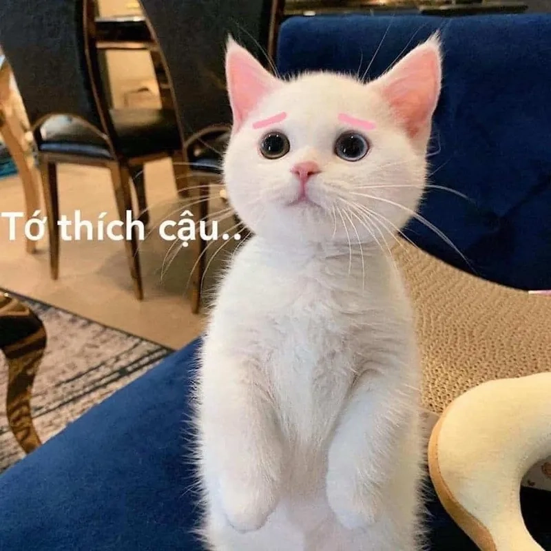 Meme thả thính là gì?