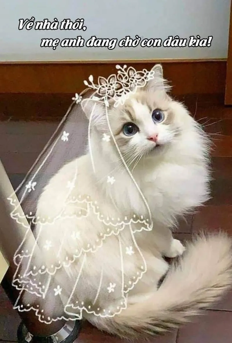 Bộ sưu tập meme mèo thả thính cute lạc lối