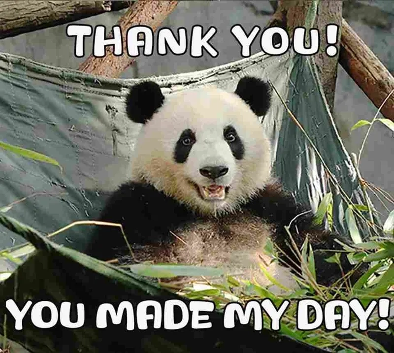 Tải ngay ảnh thank you meme để gửi lời cảm ơn độc đáo