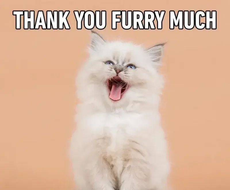 Giải trí cực vui với meme thank you for listening hot trend