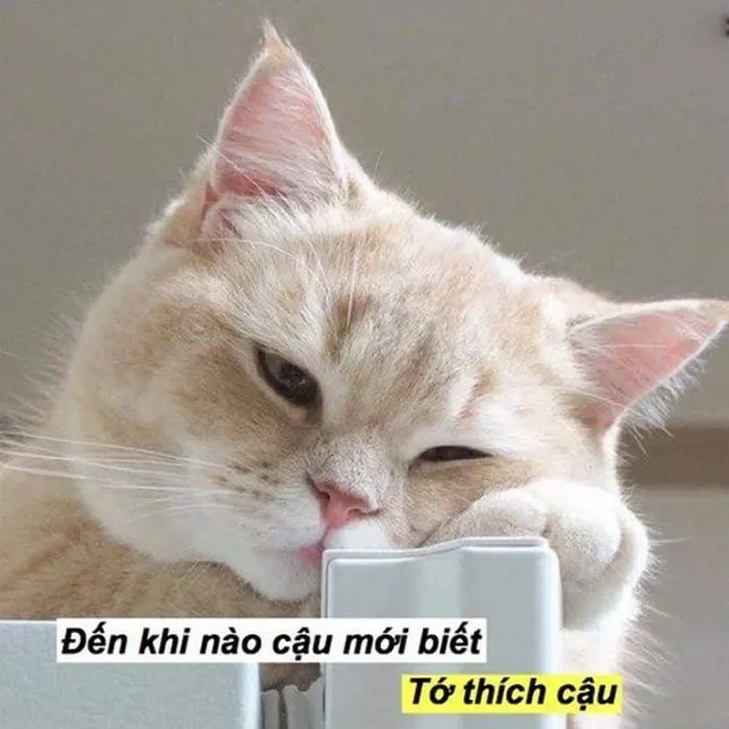 Ngọt ngào hết nấc với meme mèo tỏ tình dễ thương