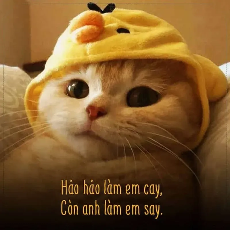 Hài hước không lối thoát với tềnh crush meme tỏ tình hài hước