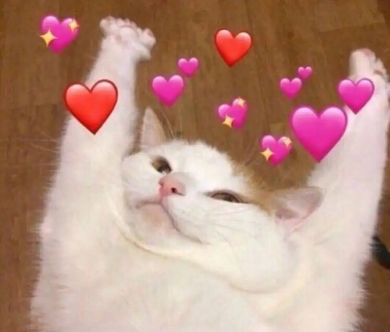 Cười mệt nghỉ với mèo meme trái tim siêu dễ thương