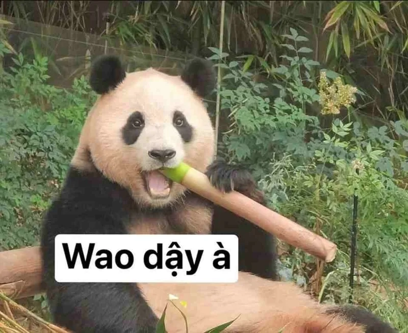 Trọn bộ meme trung quốc hài hước khiến ai cũng phì cười