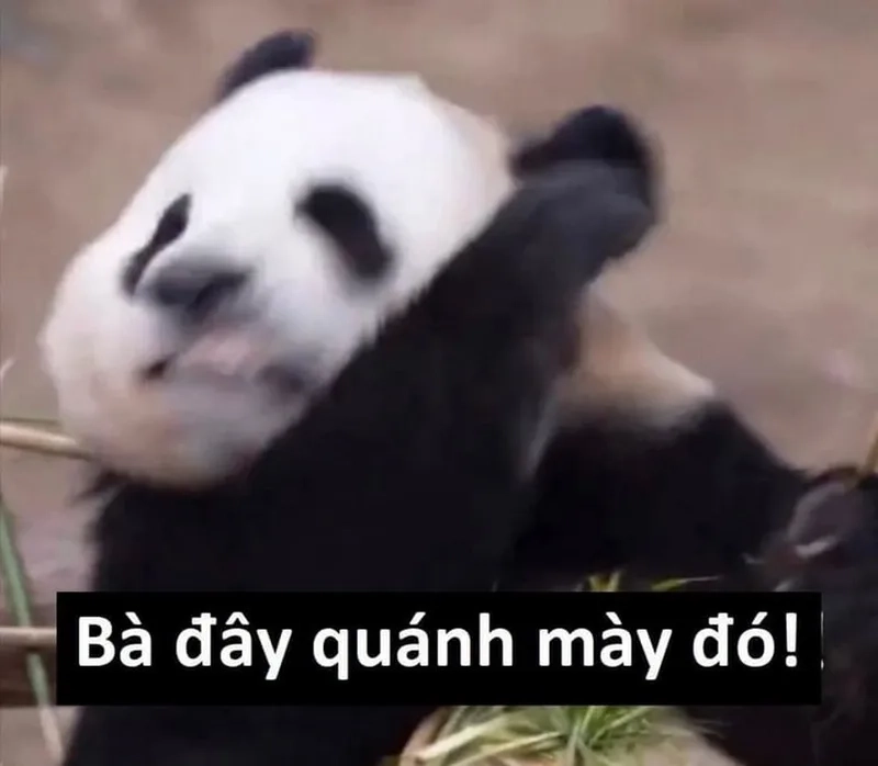 Sưu tầm ảnh meme trung quốc độc lạ hot nhất mạng xã hội