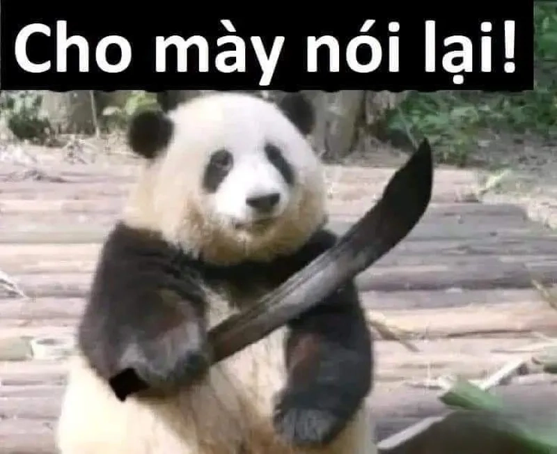 Top trend meme panda trung quốc lan truyền nhanh nhất